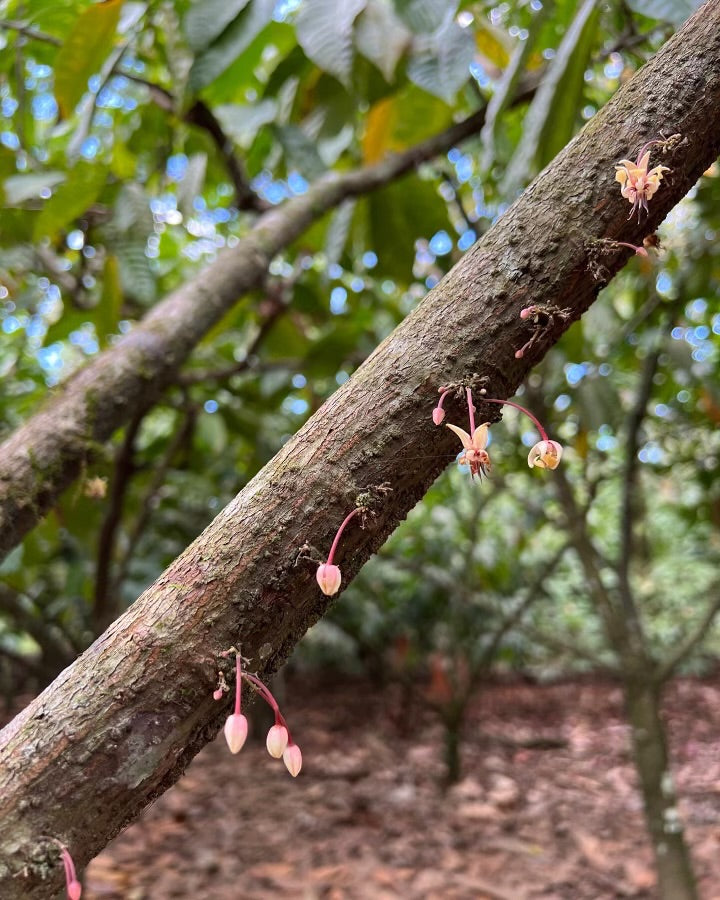 Small pink blossoms hanging from a slender tree branch, with blurred green leaves and brown forest floor in the background.