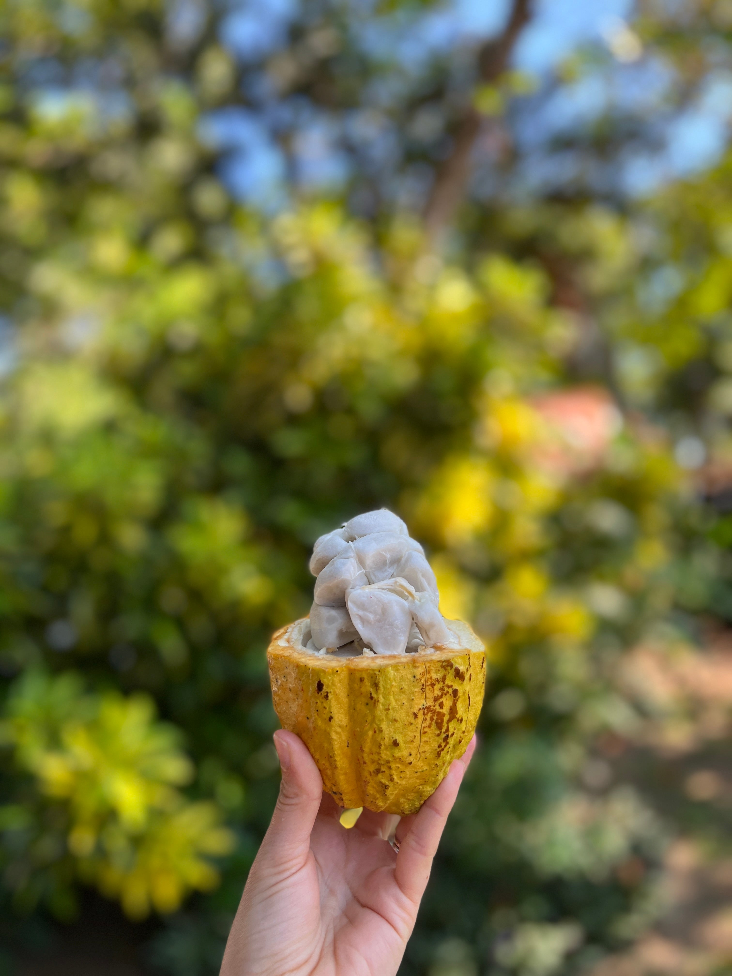 A hand holding a halved cacao pod, filled with fresh white cacao beans, against a blurred greenery background.