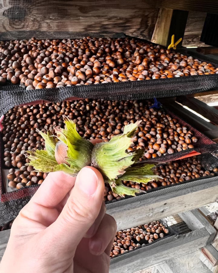 Hand holding a green hazelnut leaf over a large batch of freshly harvested hazelnuts on a drying rack.