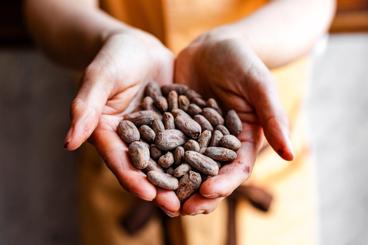 CHOCOLATE TASTINGS - Harvest Chocolate