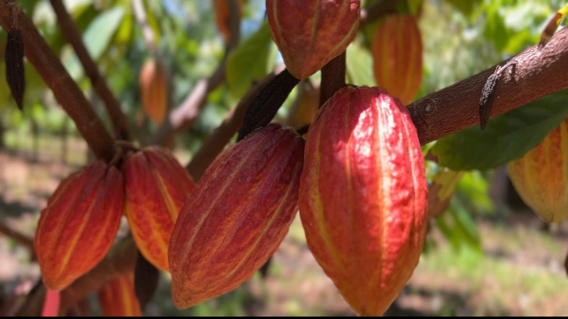 Close-up of ripe cacao pods hanging from a tree branch, showcasing their vibrant red and orange striated textures against a soft-focus background of green foliage.