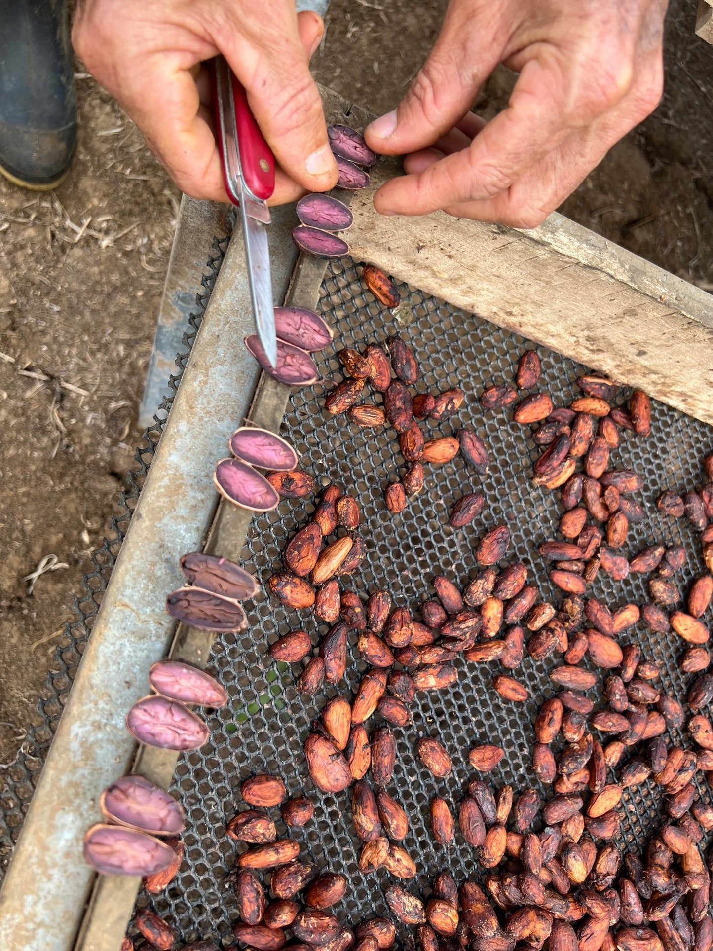 Ecuador Snacking Chocolate - Harvest Chocolate