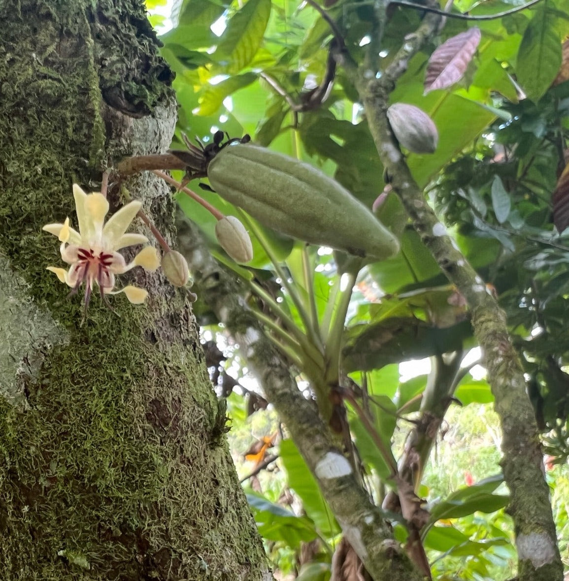 Ecuador Snacking Chocolate - Harvest Chocolate