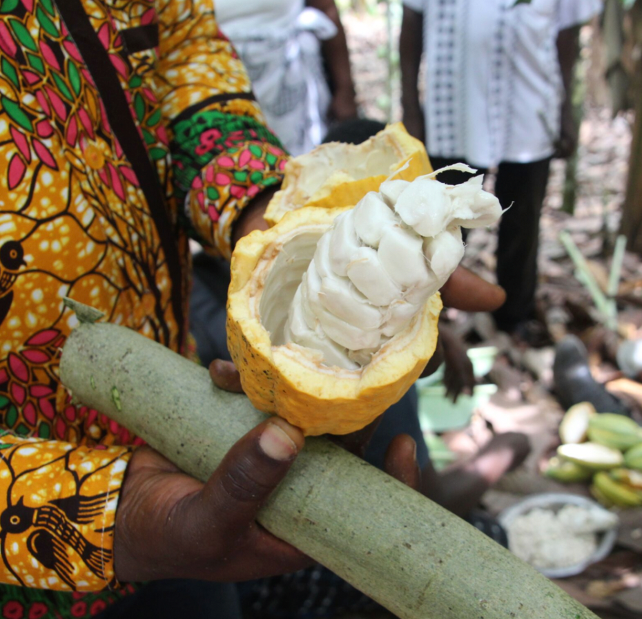 Candy Inuganda Uganda Chocolate: Exquisite Snacking Chocolate from Harvest Chocolate